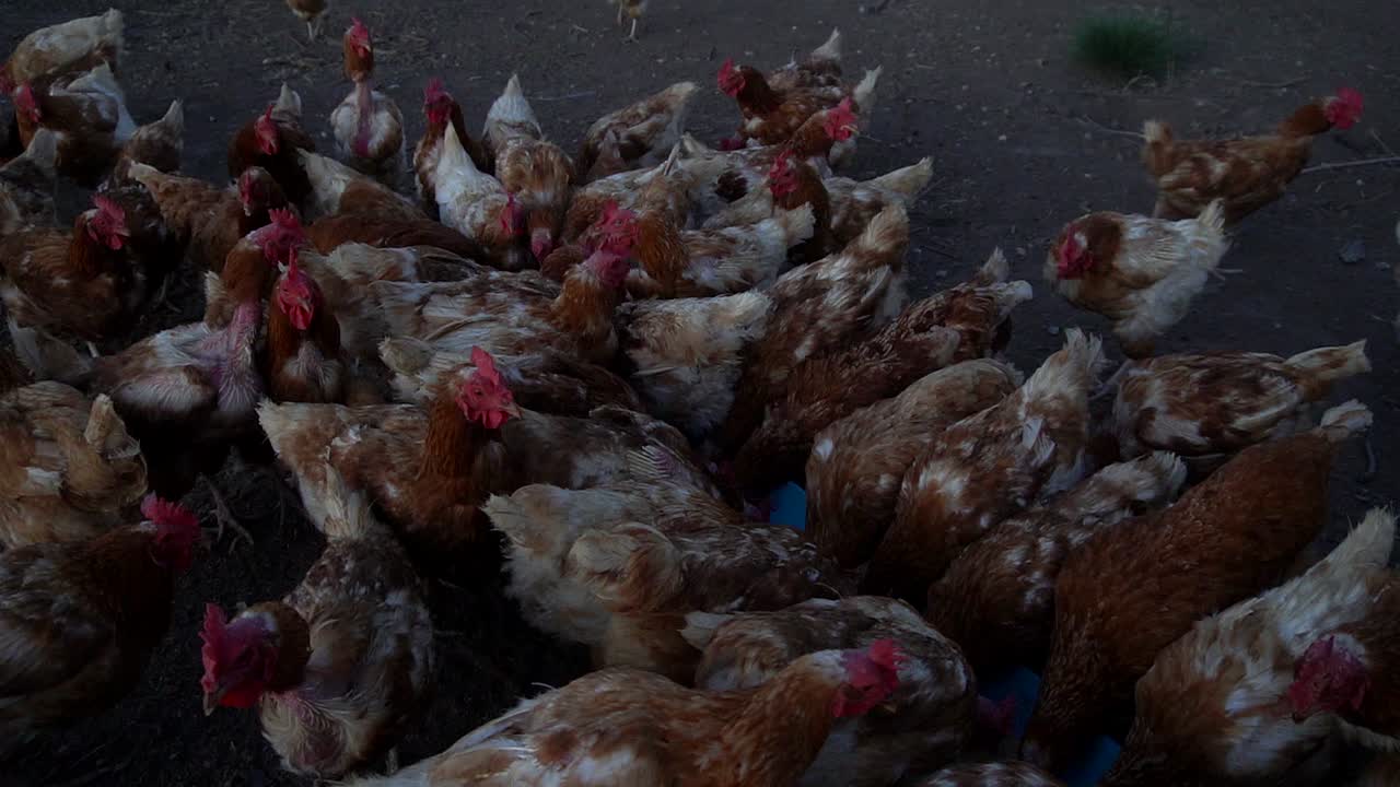 vista de ángulo alto de un grupo de gallinas alimentándose fuera del gallinero