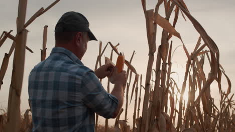 farmer studying corn cobs stands against a field of corn