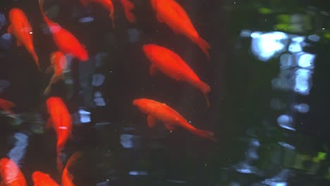 Oriental-goldfish-swimming-across-the-freshwater-pond-with-shimmering-water-reflection-in-botanical-garden-setting