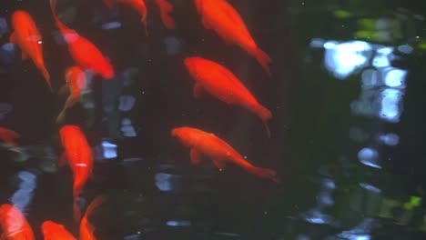 oriental goldfish swimming across the freshwater pond with shimmering water reflection in botanical garden setting
