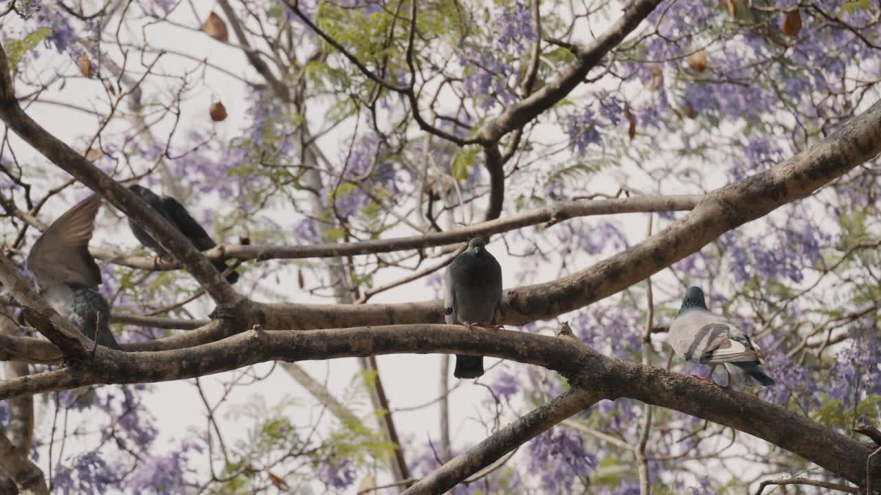 cuatro palomas descansando sobre las ramas de los árboles en un día soleado y ventoso en antigua, guatemala