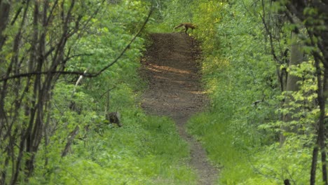 woodland female fox urinating on dirt trail pathway between forest trees