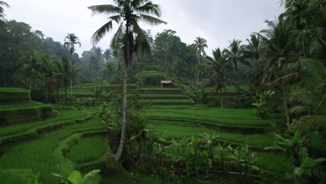 Luftaufnahme-Von-Exotischen-Reisfeldern-Auf-Bali,-Umgeben-Von-Palmen-An-Bewölkten-Tagen