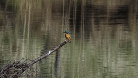 el martín pescador común está sentado en las ramas cerca del río buscando comida y nido