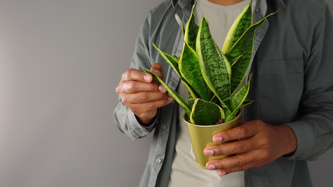 Person holding a snake plant