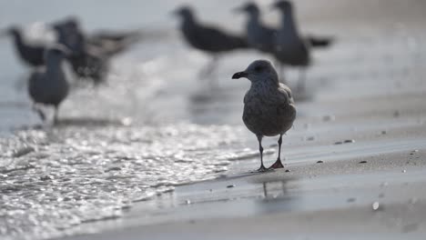 slow motion view of lone seagull wandering on beach from group in washing waves