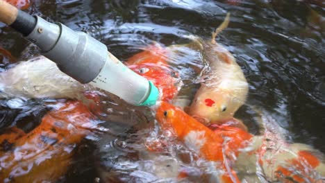 słynna atrakcja turystyczna, karmienie butelką mleka orientalne ryby koi, karp amur, cyprinus rubrofuscus w różnych kolorach i kwiecistych nadrukach pływające w stawie walczące o jedzenie, park dzikich zwierząt langkawi