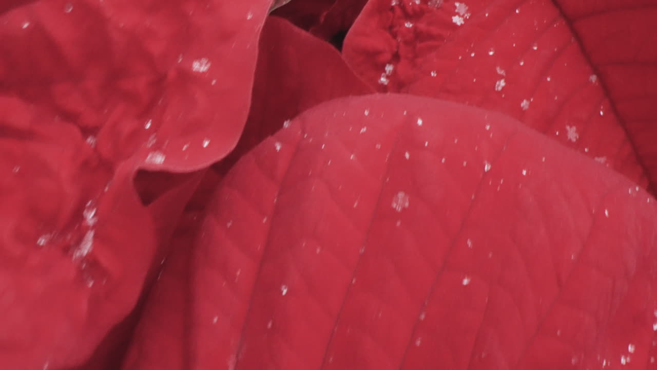 밝은, 빨간색, 크리스마스 포인세티아 식물에 매크로 근접 촬영