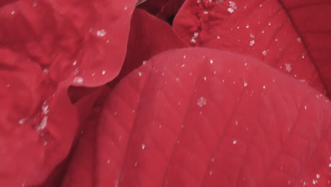 macro closeup on a bright, red, christmas poinsettia plant