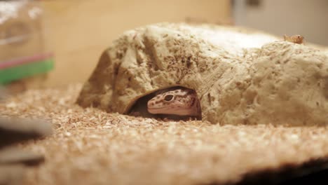 un gecko leopardo asoma la cabeza fuera de su recinto