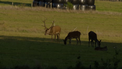 wild deer in meadow calling out for females