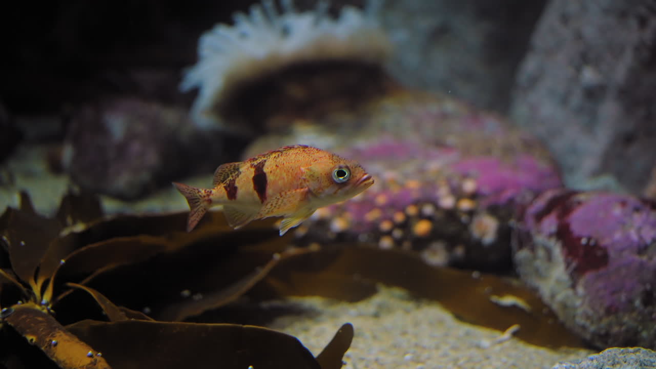близкий вид маленьких, потерянных аквариумных рыб в красочном пейзаже