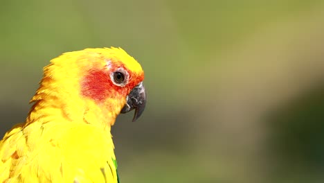 yellow parrot profile