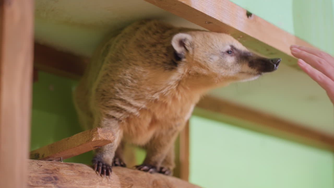 Una creatura della foresta mostra una tenera curiosità mentre esplora a fondo il suo ambiente. Un animale curioso del bosco esamina cautamente un ripiano di legno e l'area immediatamente circostante.