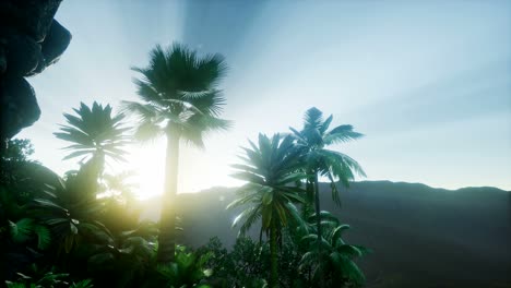 mountain and field landscape with palms