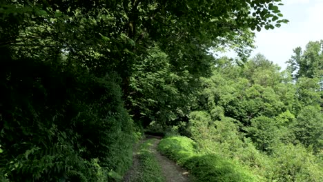 tropical rainforest at summer day in one of the biggest park - batumi, georgia