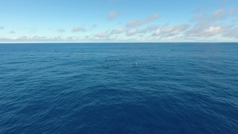 Eine-Herde-Von-12-Pottwalen,-Die-Friedlich-Im-Ozean-Schwimmen