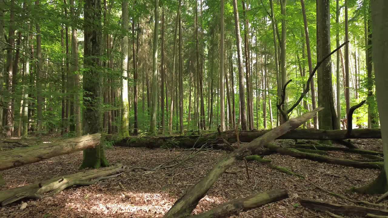volo aereo tra i rami della foresta luce e ombra drone dolly
