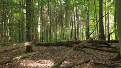 vuelo aéreo entre ramas en la luz del bosque y la sombra del drone dolly