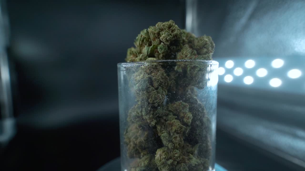 un primer plano detallado de una planta de cannabis, flor de marihuana, cepas híbridas, indica y sativa, en un soporte giratorio de 360 en un vidrio brillante, cámara lenta de 120 fps en alta definición, luz de estudio cinematográfico