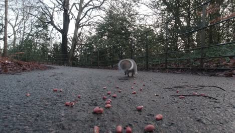 Alimentando-Cacahuetes-A-Adorables-Ardillas-Lindas-En-El-Piso-Del-Parque-Público-De-Otoño