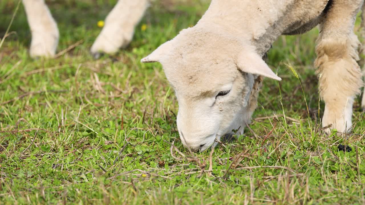 Wiltipoll sheep peacefully graze on lush grass under bright daylight at Lake Tekapo, New Zealand