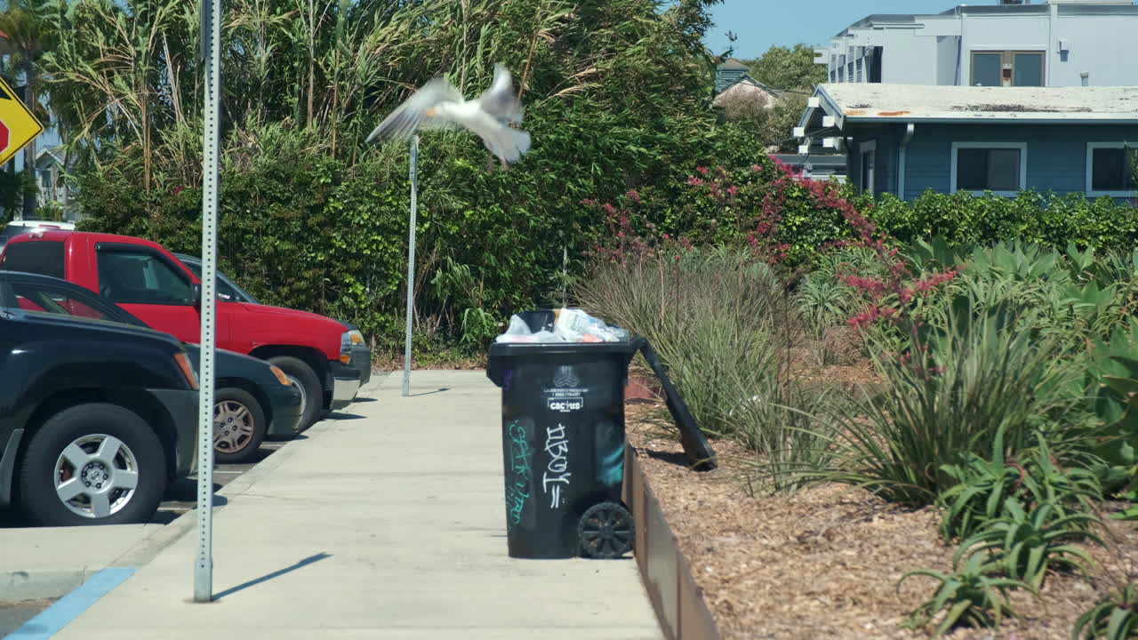gaviota flotando sobre un cubo de basura abierto al lado del estacionamiento durante el día