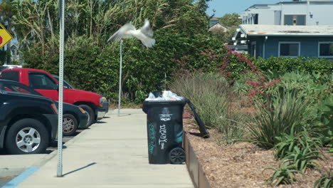 seagull hovering over open garbage bin at side of parking lot in the daytime