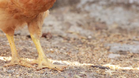 chicken hen pecking food in the ground