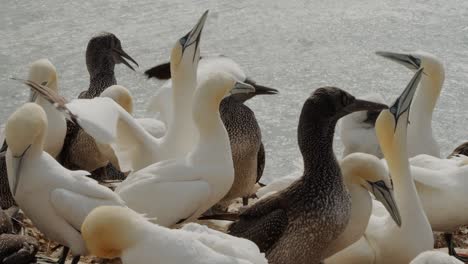 Beautiful-flock-of-gannet-birds-sitting-on-rocky-ocean-coastline,-static-view