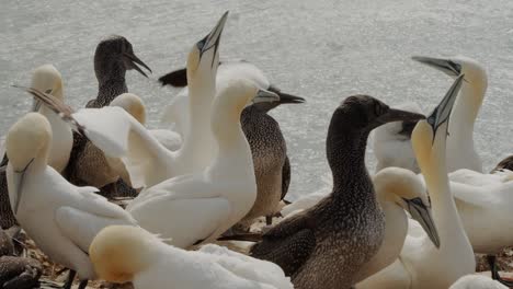 hermosa bandada de pájaros alcatraces sentados en la costa rocosa del océano, vista estática