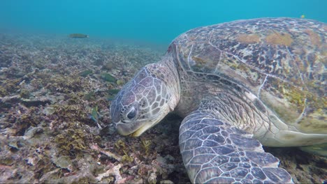 tortuga comiendo coral en aguas poco profundas con peces tropicales