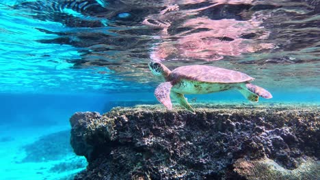 green sea turtle swimming up for a breath of fresh air - underwater, side view