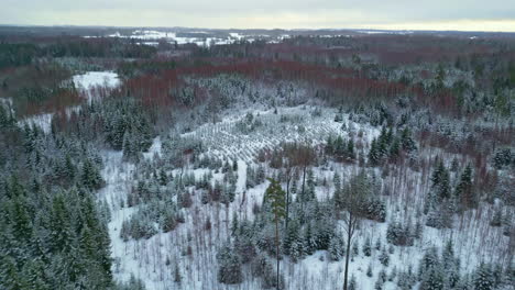 Alter-Wald-Mit-Neuer-Junger-Baumplantage-In-Der-Mitte,-Luftdrohnenansicht-In-Der-Wintersaison