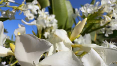 primer plano de hermosas flores blancas