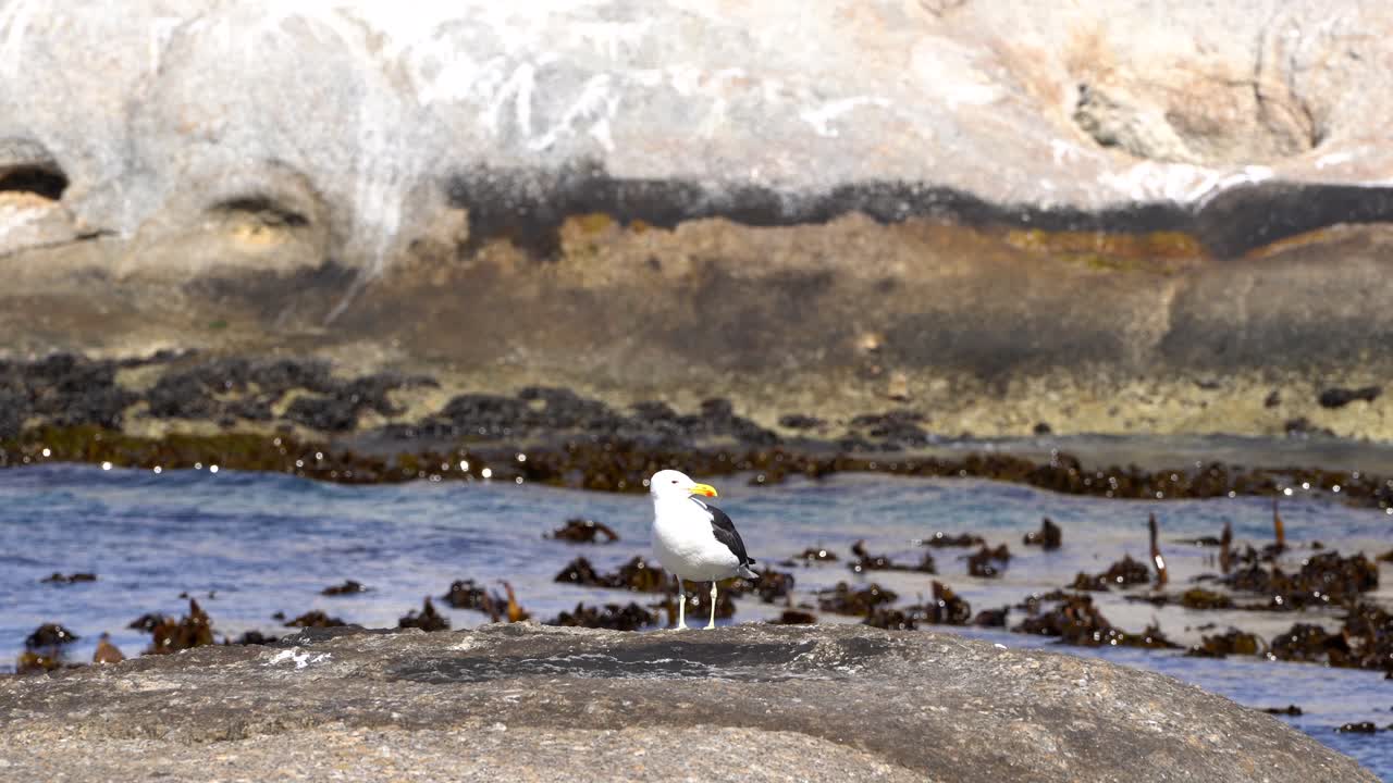 чайка на скале