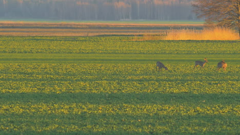 Gruppe-Europäischer-Rehe,-Die-Abends-Auf-Einem-Rapsfeld-Spazieren-Gehen-Und-Fressen,-Goldene-Stunde,-Mittlere-Teleaufnahme