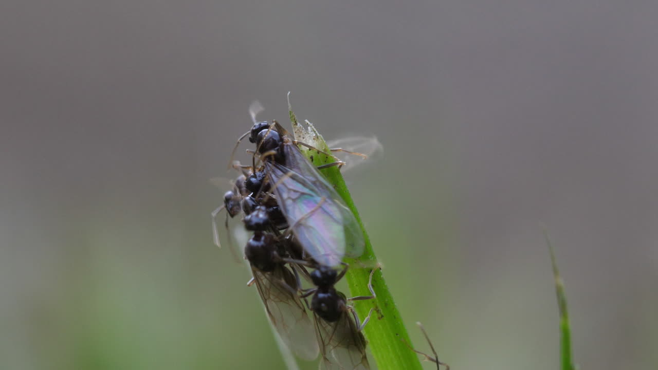 Flying Black Ants (Lasius niger) during nuptial flight. Winged males and queens take off to mate, capturing a rare natural event in British summer wildlife