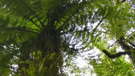 Hermosos-Helechos-De-Color-Verde-Oscuro-Dentro-De-Arbustos-Nativos-Y-Bosques-De-Podocarpos---Paseo-Por-El-Desfiladero-Del-Río-Hokitika,-Costa-Oeste