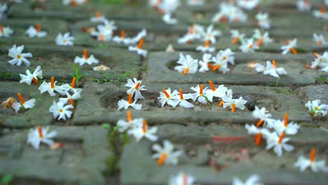 Night-jasmine,-Seuli-or-Shefali-flower-is-symbol-flower-of-saradiya-or-Durga-Puja-festival-in-autumn-season