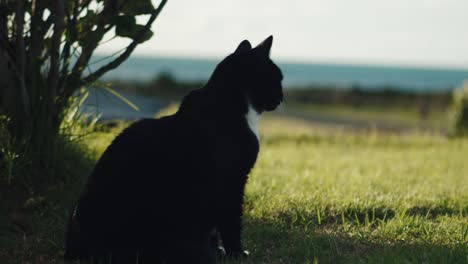 Süße-Hauskatze-Entspannt-Sich-Im-Schatten-Im-Garten