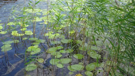 water plants growing in the lake among the floating green lily pads on a sunny day