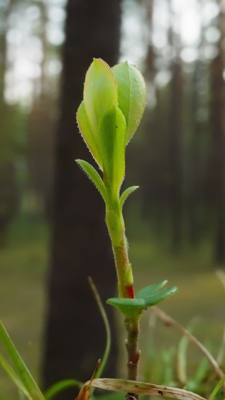 Rising plant germ in natural environment at sunrise. Little tree grows on edge of forest. Young tender sprout grows on lawn under clear sky on blurred background