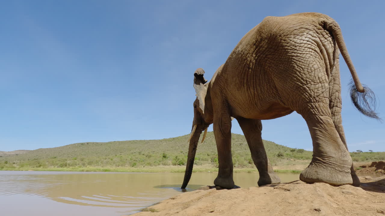 Bir su birikintisinden su içen Afrika Çalı Fili.