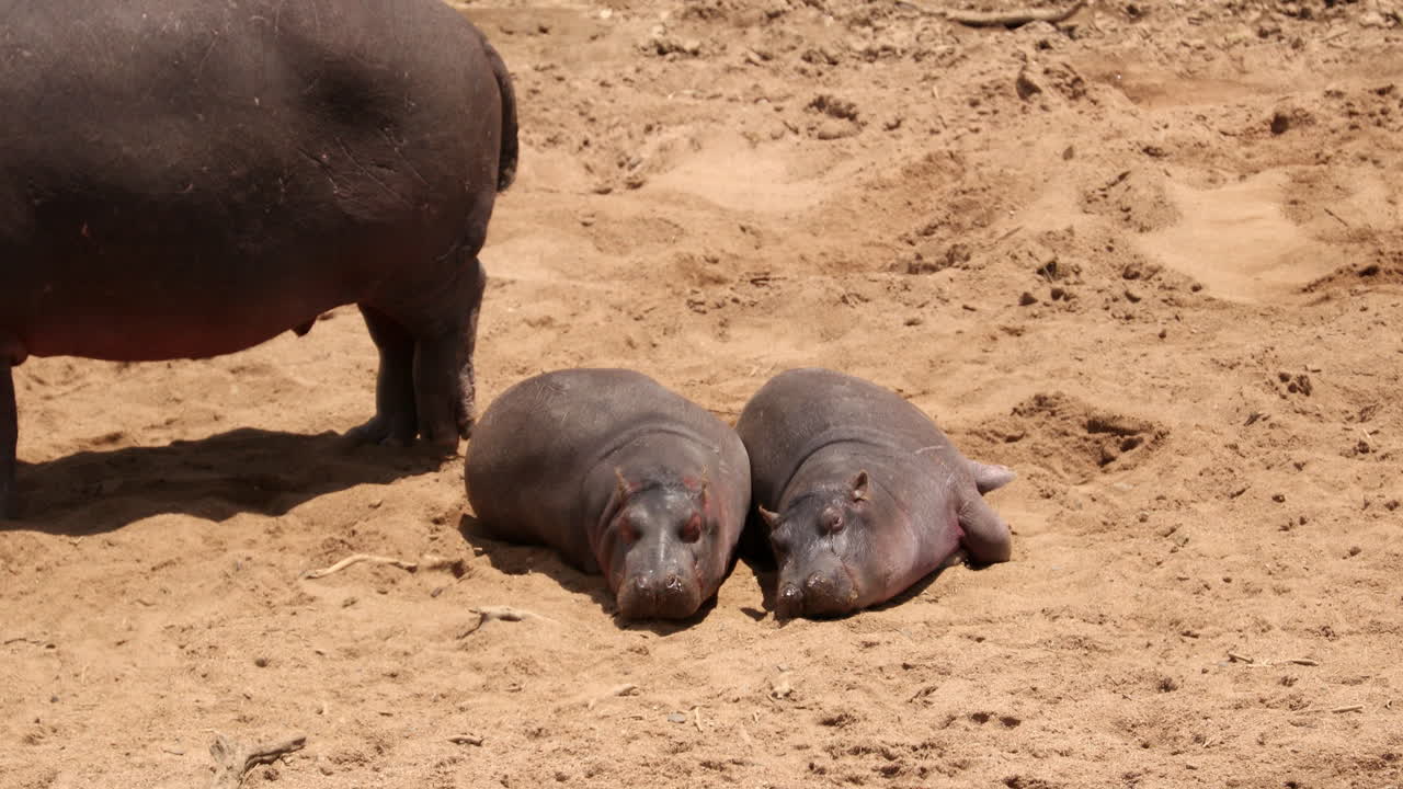 dos hipopótamos en la reserva nacional de maasai mara en kenia, áfrica