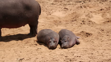 two baby hippos at maasai mara national reserve in kenya, africa