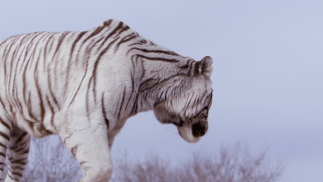 Tigre-Blanco-Se-Da-Vuelta-Y-Se-Aleja-De-La-Cámara---Plano-Medio