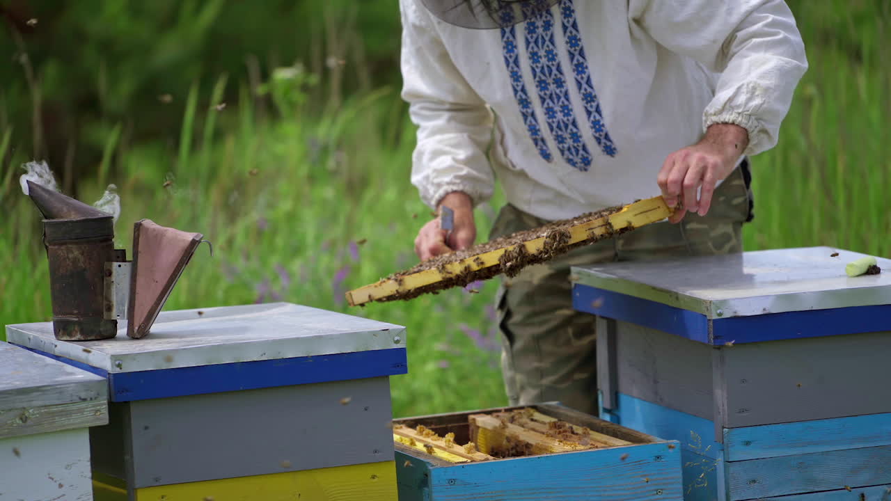 Beekeeper works in apiary. Beekeeper inspects the frame with bees