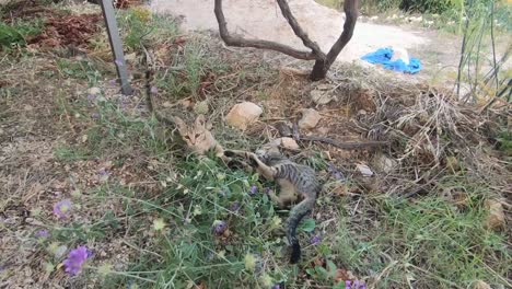 A-video-of-2-small-kittens-playing-on-the-grass