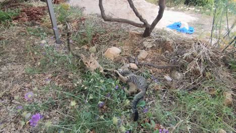 a video of 2 small kittens playing on the grass